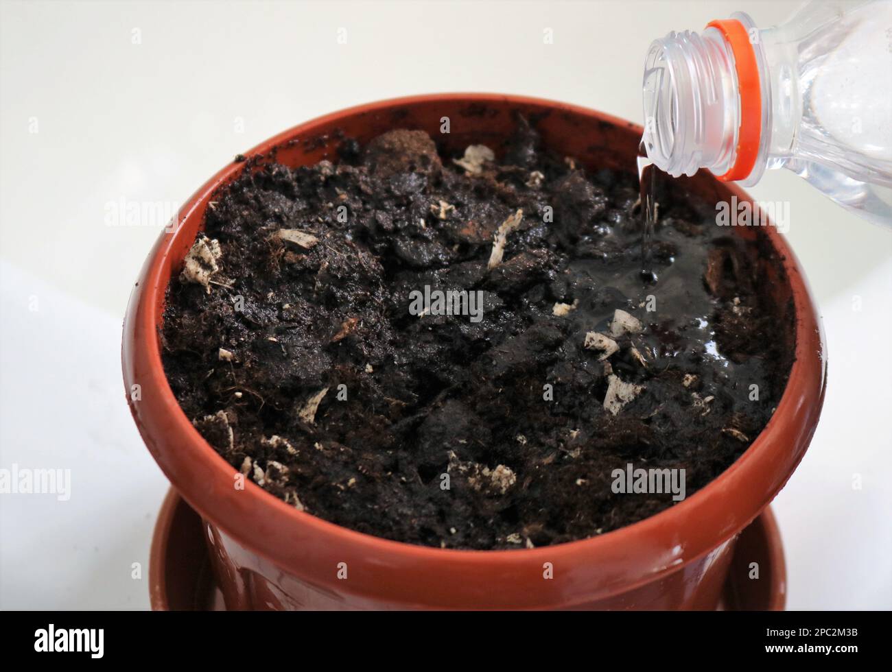 moistening the soil for planting in a brown flower pot with clean water pouring from a plastic bottle, watering the potting soil with a jet of water Stock Photo