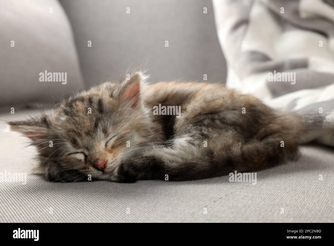 Cute kitten sleeping on grey sofa. Baby animal Stock Photo - Alamy