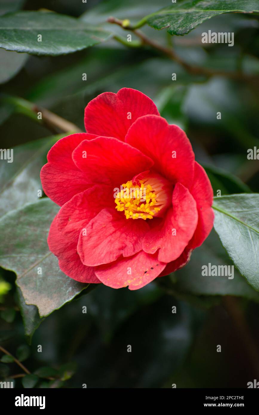 Pink Flower Camellia Sasanqua Jersey Channel Islands Stock Photo Alamy pink-flower-camellia-sasanqua-jersey-channel-islands-stock-photo-alamy