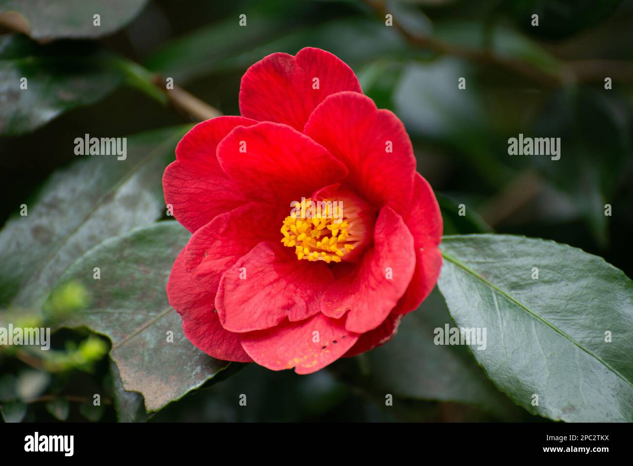 Pink Flower, Camellia Sasanqua, Jersey, Channel Islands Stock Photo Alamy