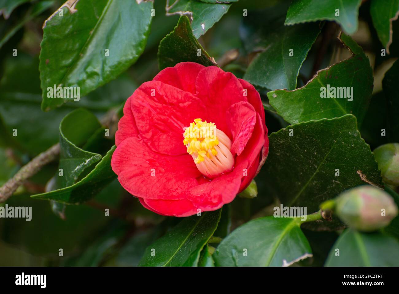 Pink Flower, Camellia Sasanqua, Jersey, Channel Islands Stock Photo Alamy