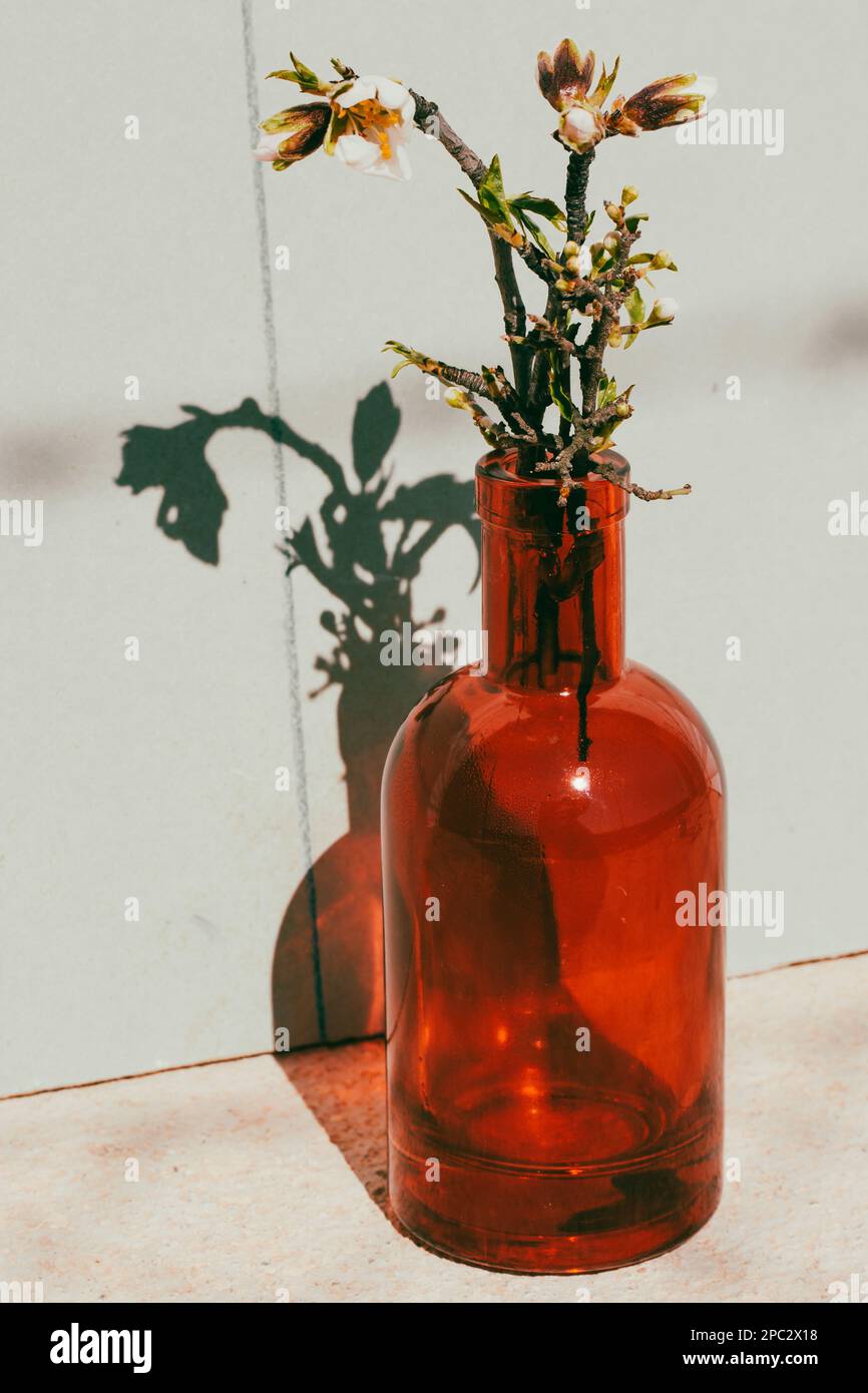 Blossoming almond tree branch in red clear glass vase vertical photo with shadow Stock Photo