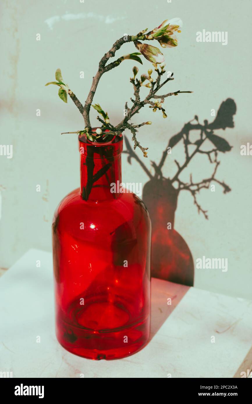 Blossoming almond tree branch in red clear glass vase vertical photo with shadow Stock Photo
