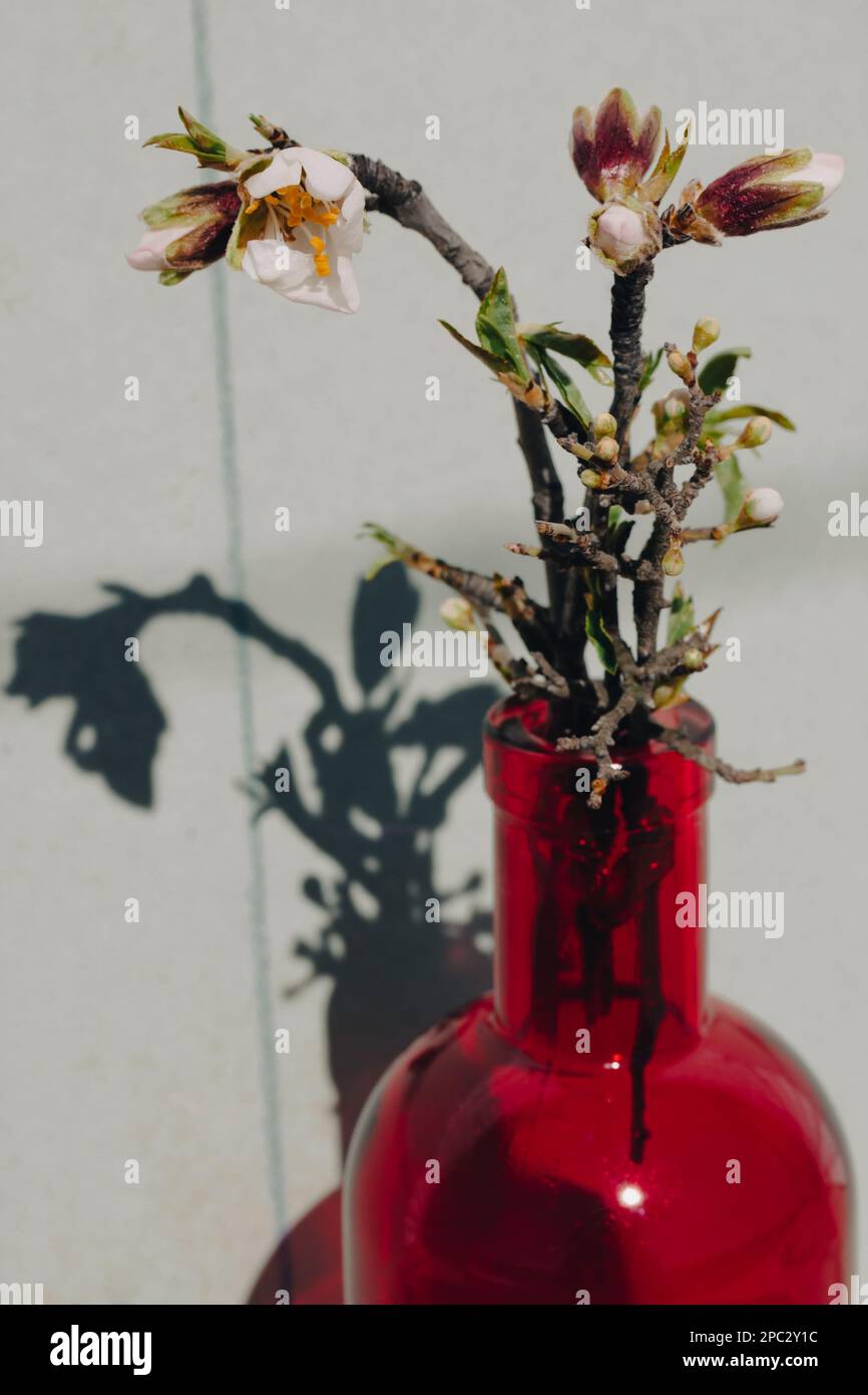 Blossoming almond tree branch in red clear glass vase Vertical spring still life Stock Photo