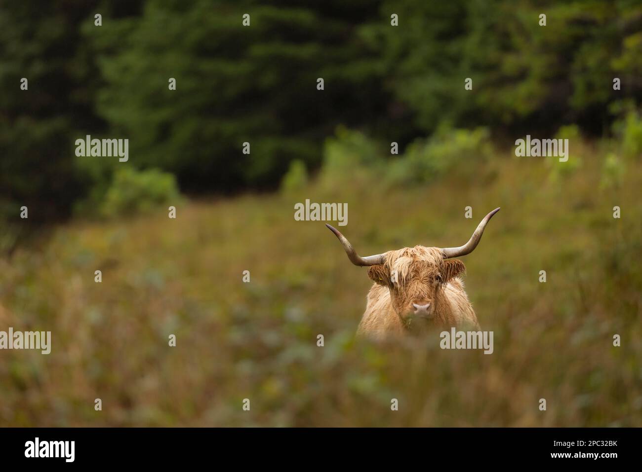 Highland Cow in the Scottish Highlands Stock Photo - Alamy