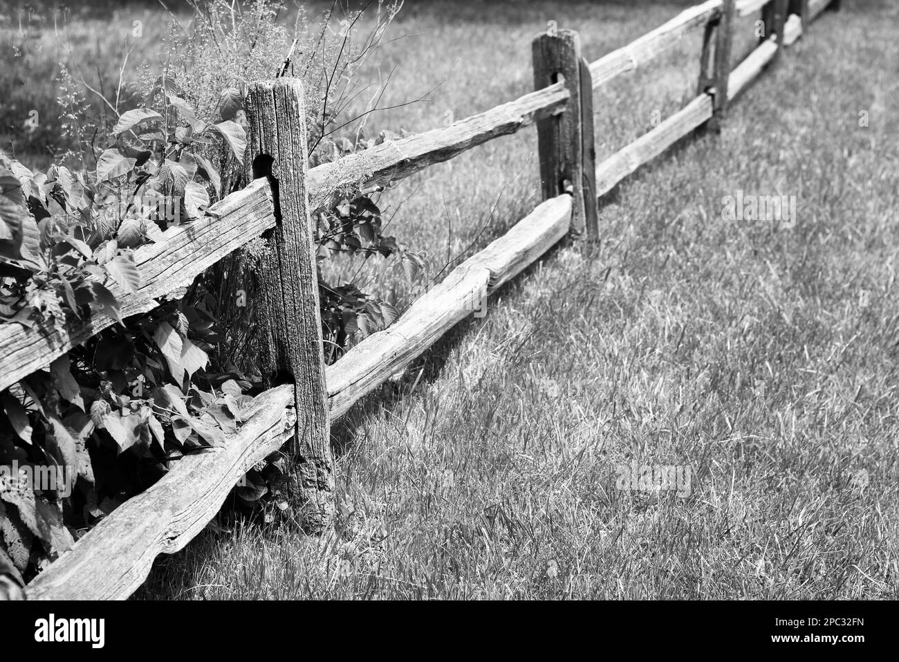 Traditional wooden fence surrounding the sunny summer meadow in a black ...