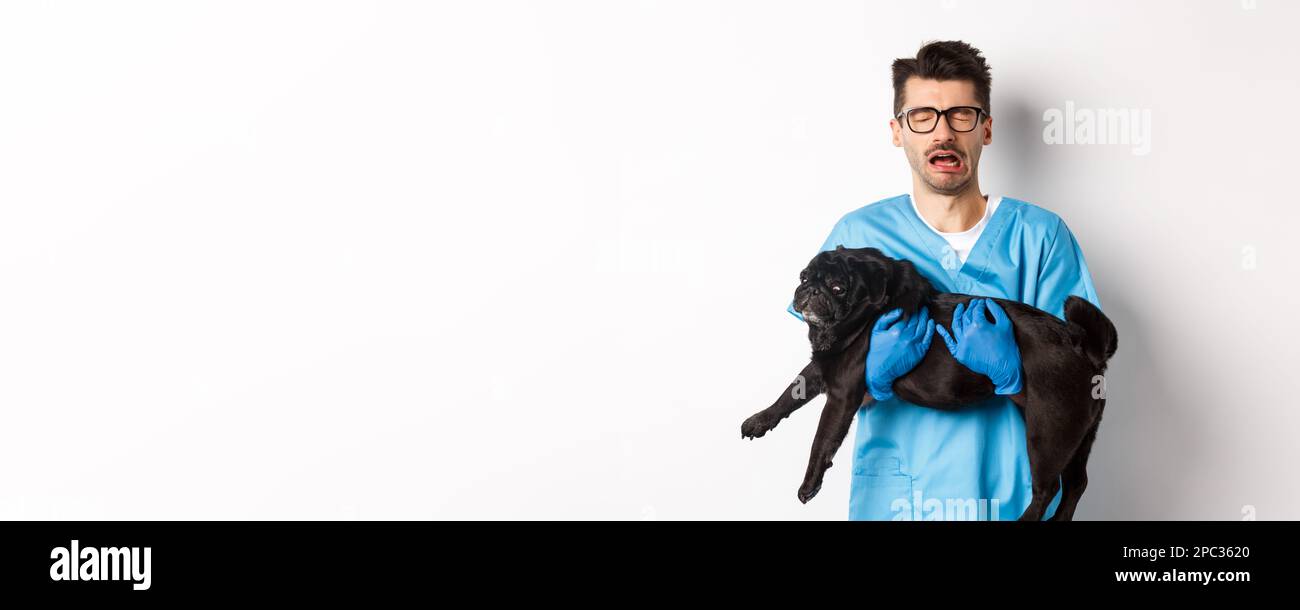 Vet clinic concept. Sad veterinarian holding black pug dog and crying ...