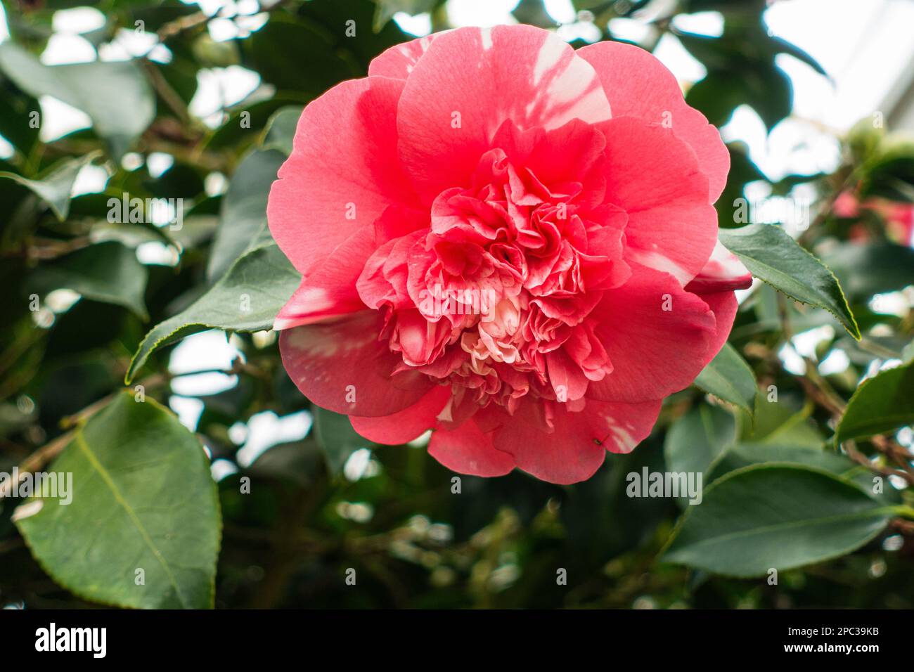 Exhibition of camellias, Camellia Show Country Castle Zuschendorf, Camellia japonica 'Chandlers Elegans', flower, in Zuschendorf, Germany, March 11, 2 Stock Photo