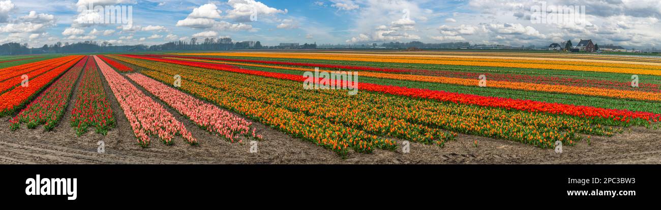 Tulip flower bulb field in field, panorama spring season in Lisse near ...
