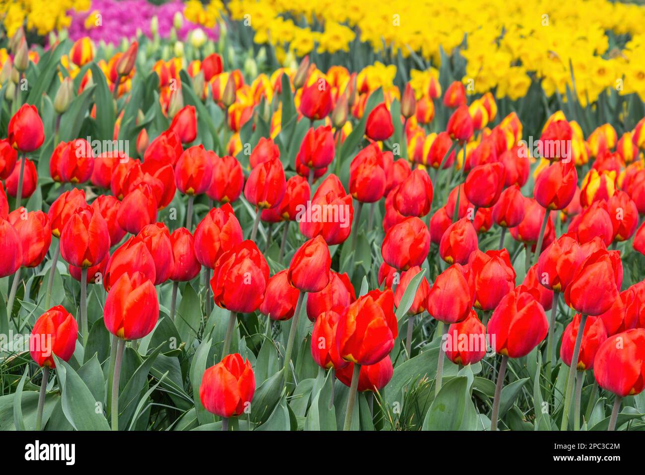 Tulip flower bulb field in garden, spring season in Lisse near ...