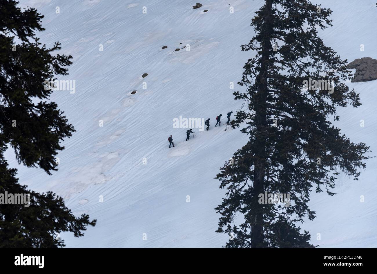 Trekkers are seen enroute their way through a snow covered mountain during a sunny day at Lidwas at an elevation of 3220 m in mountains of Himalayas. The Zabarwan Range is a short sub-mountain range between Pir Panjal and Great Himalayan Range in the central part of the Kashmir Valley. The highest peak of Zabarwan Mountain Range is Mahadev Peak at 13,013 feet (3,966 m). The Zabarwan Range has crystalline rocks such as granite, schists and phyllites with embedded lime stone, which form the core of its parent range. Moreover Zabarwan Mountain Range possesses great Himalayan Mountain Range with r Stock Photo