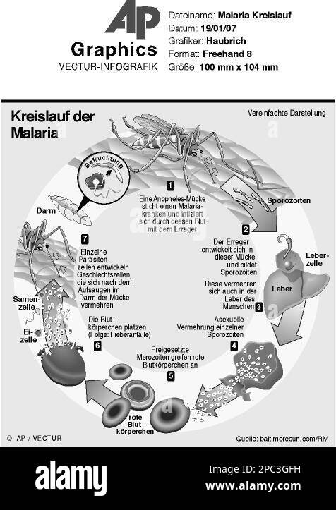 GRA6 GRAFIK MALARIA KREISLAUF Detaillierte Zeichnung Des gra6-grafik-malaria-kreislauf-detaillierte-zeichnung-des