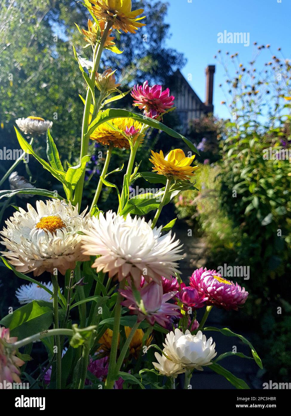 Detail of various straw flowers in full bloom Stock Photo Alamy
