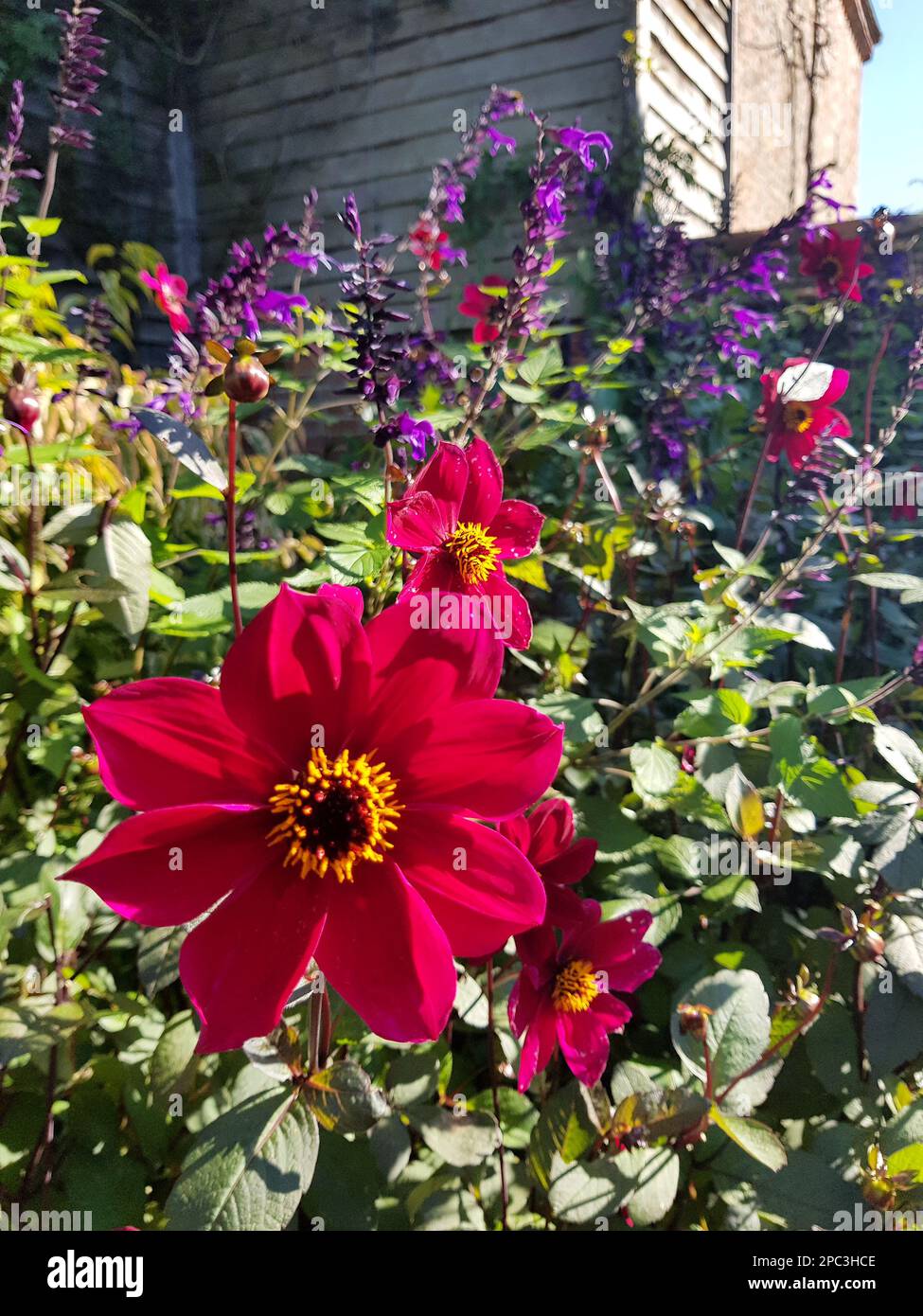 Dahlias pink in old garden hi-res stock photography and images - Alamy