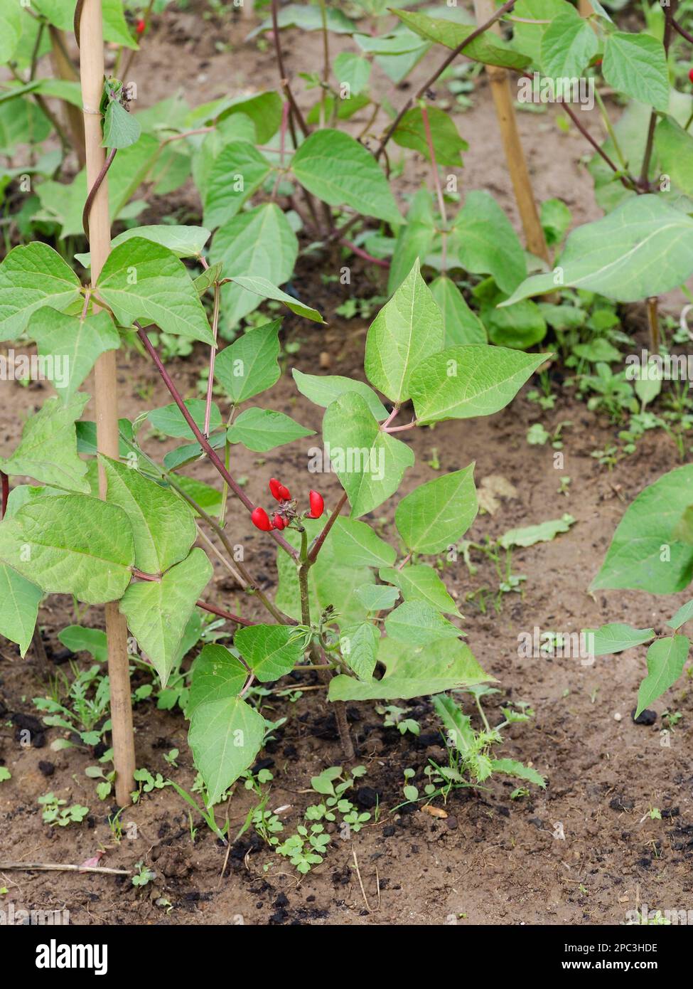 A runner bean plant coming into flower Stock Photo Alamy