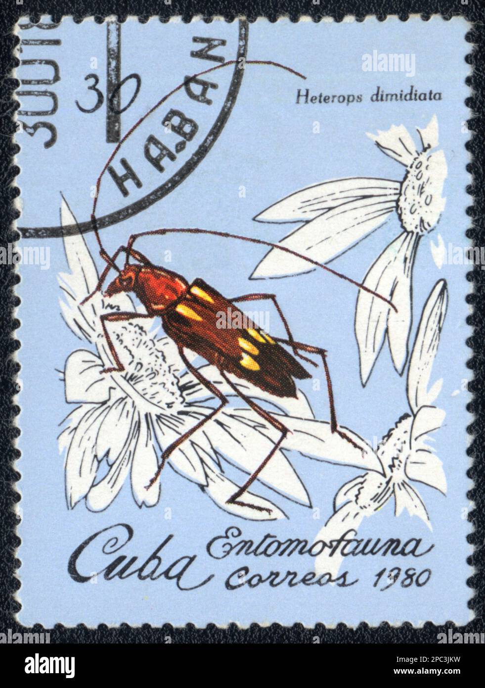 A Stamp printed in CUBA shows image of a Heterops dimidiata beetle, from series - entomofauna, 1980 Stock Photo