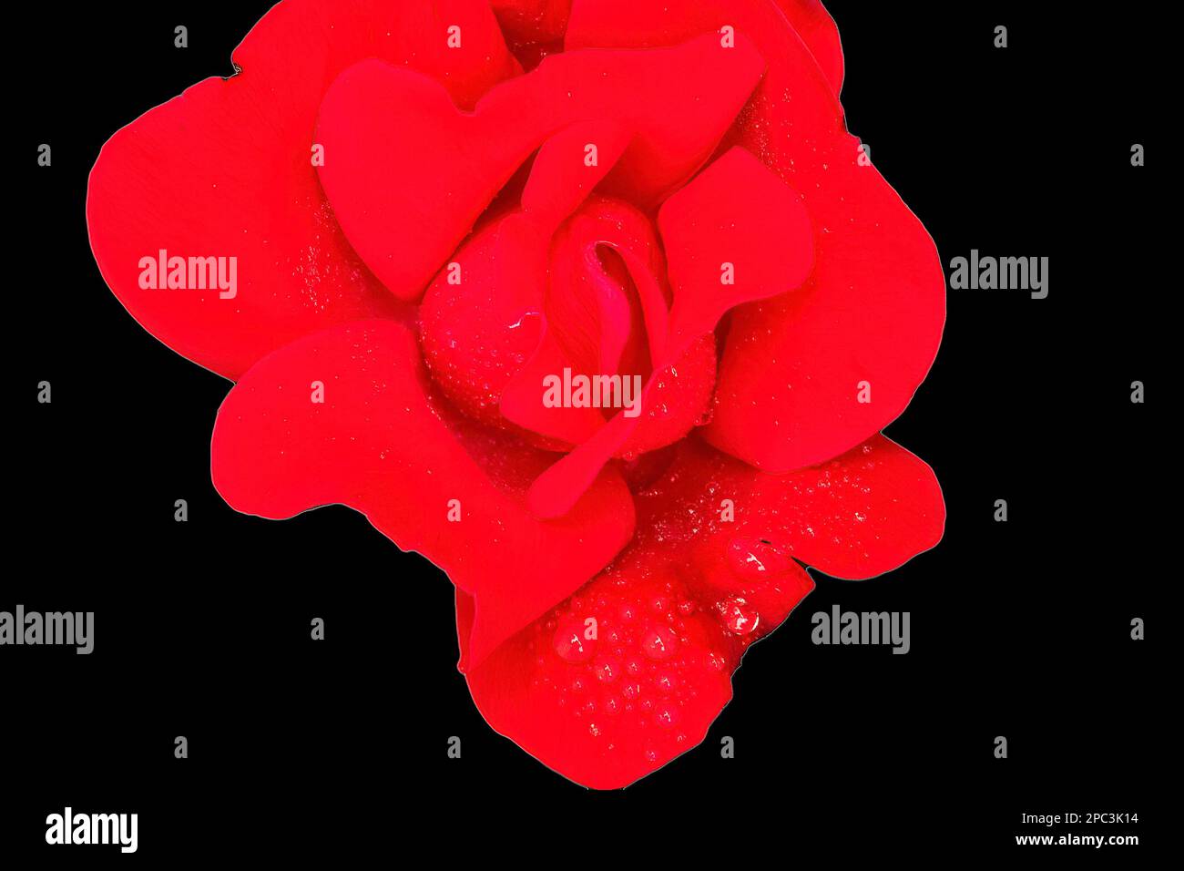 Red rose blossom with raindrops Stock Photo