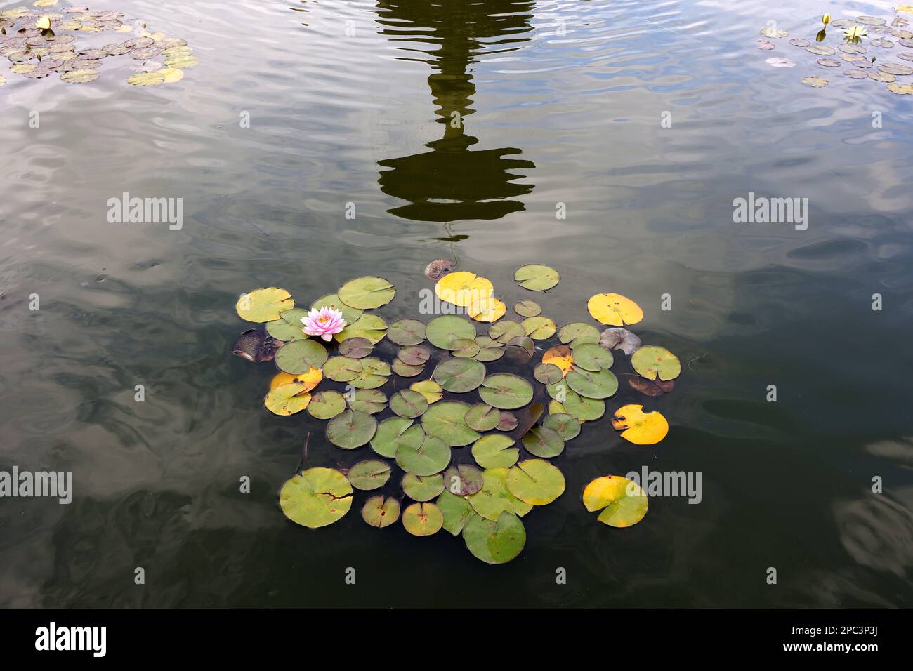 Water Lilies in a fountain Stock Photo