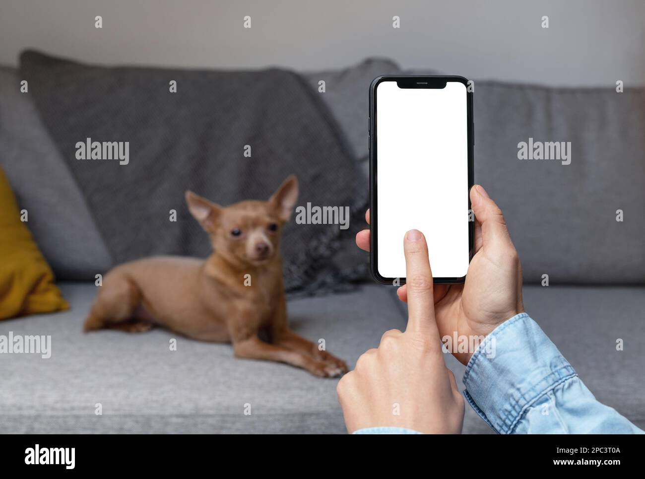 Mobile app for pets owner, blank screen of mobile phone with touch screen and dog in background. Stock Photo