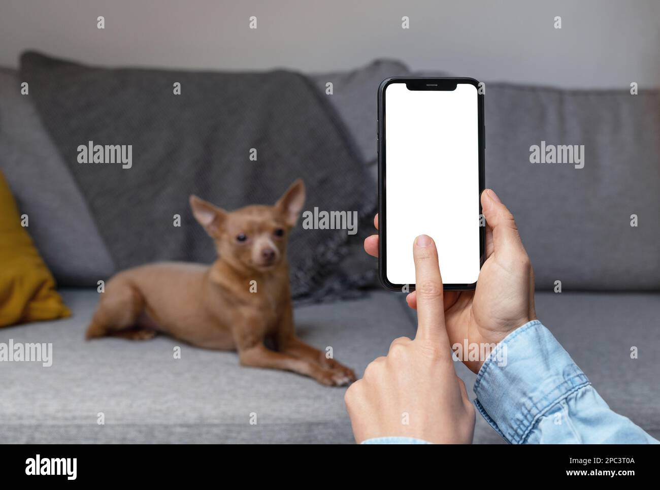 Mobile app for pets owner, blank screen of mobile phone with touch screen and dog in background
