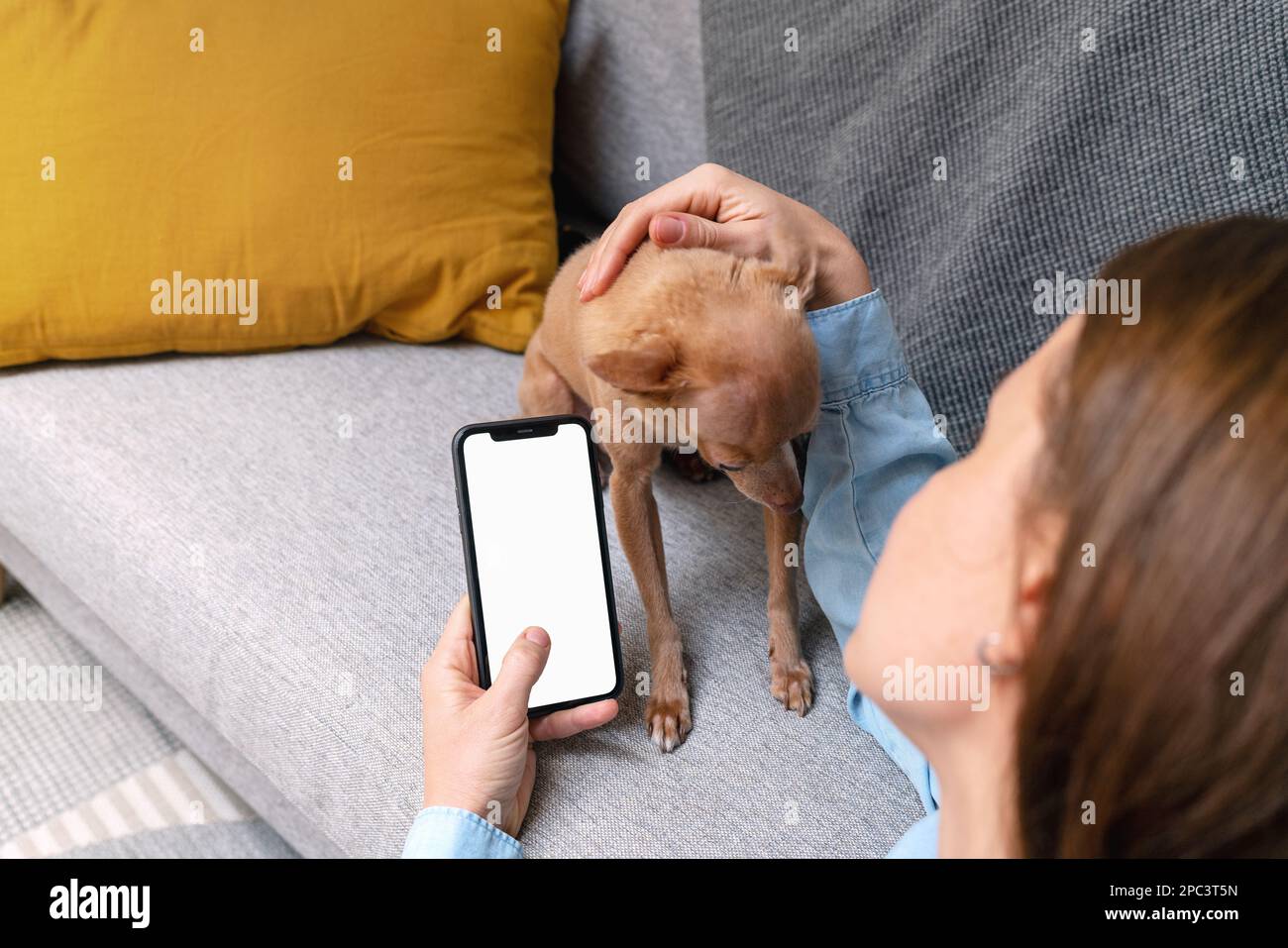 Pet owner using on mobile phone searching veterinarian online