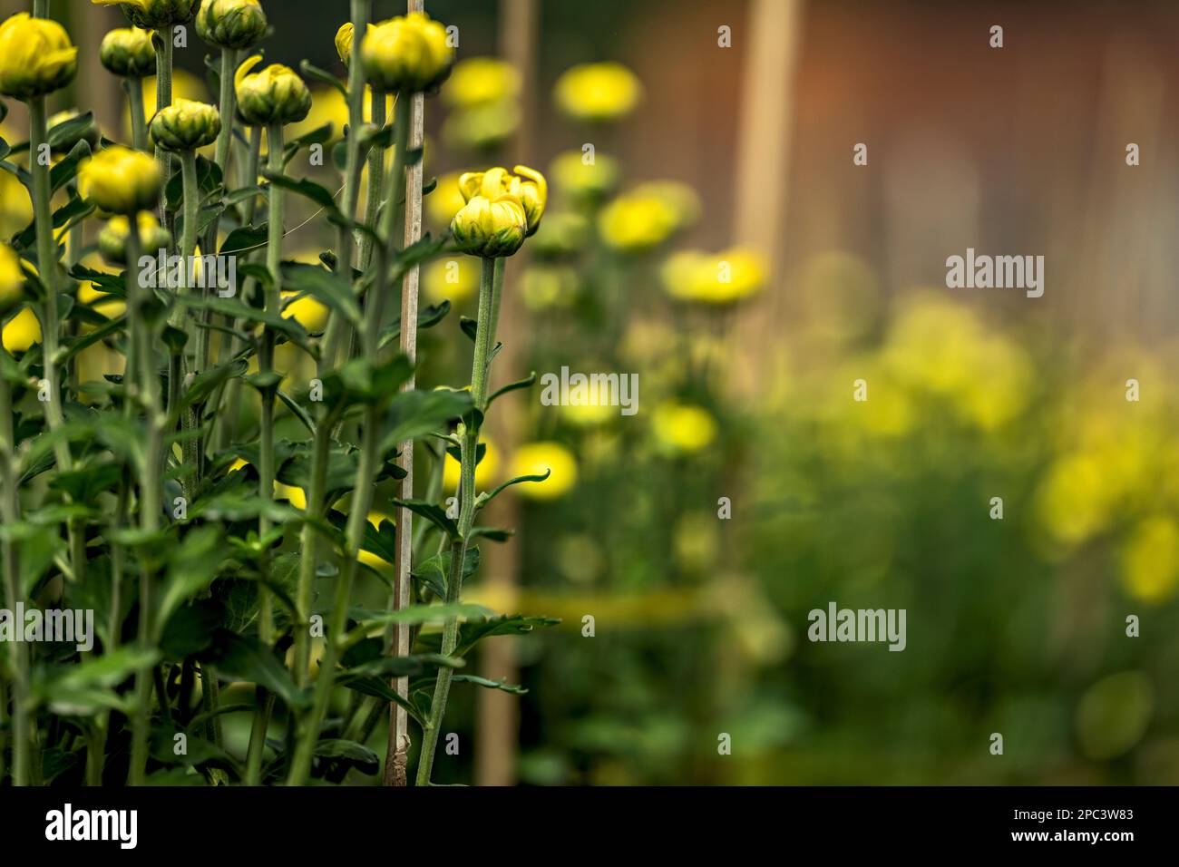 Flowers in Sa Dec, Vietnam Stock Photo Alamy