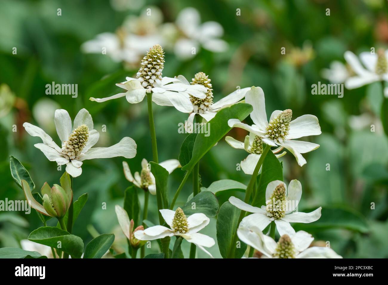 Anemopsis californica, yerba mansa, perennial herb, white, pale yellow or greenish flowers  clustered into a cone surrounded by ring bracts Stock Photo