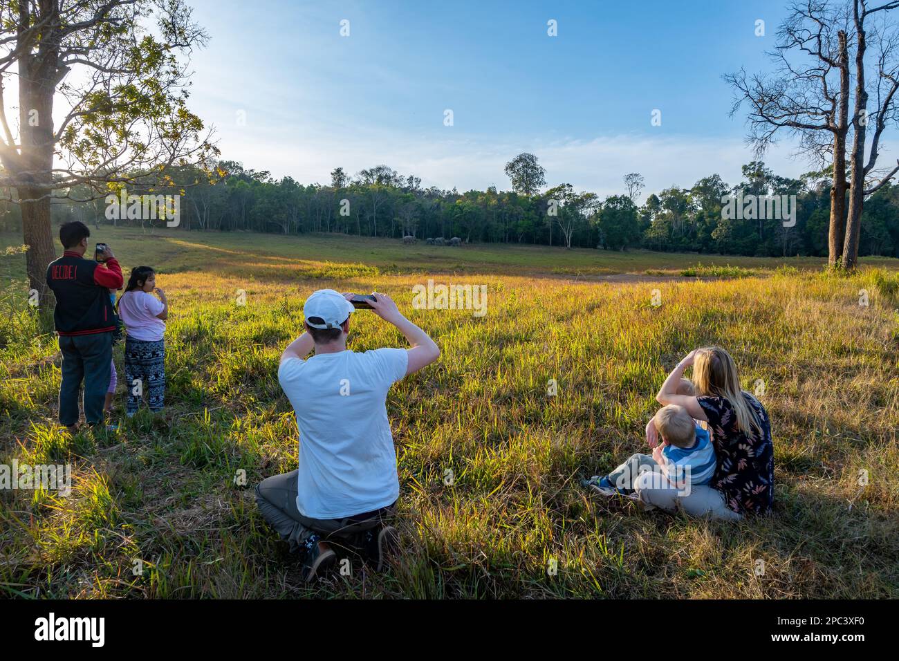 Families of tourists observe a group of Asian elephants feeding in distance. Khao Yai National Park, Thailand. Stock Photo