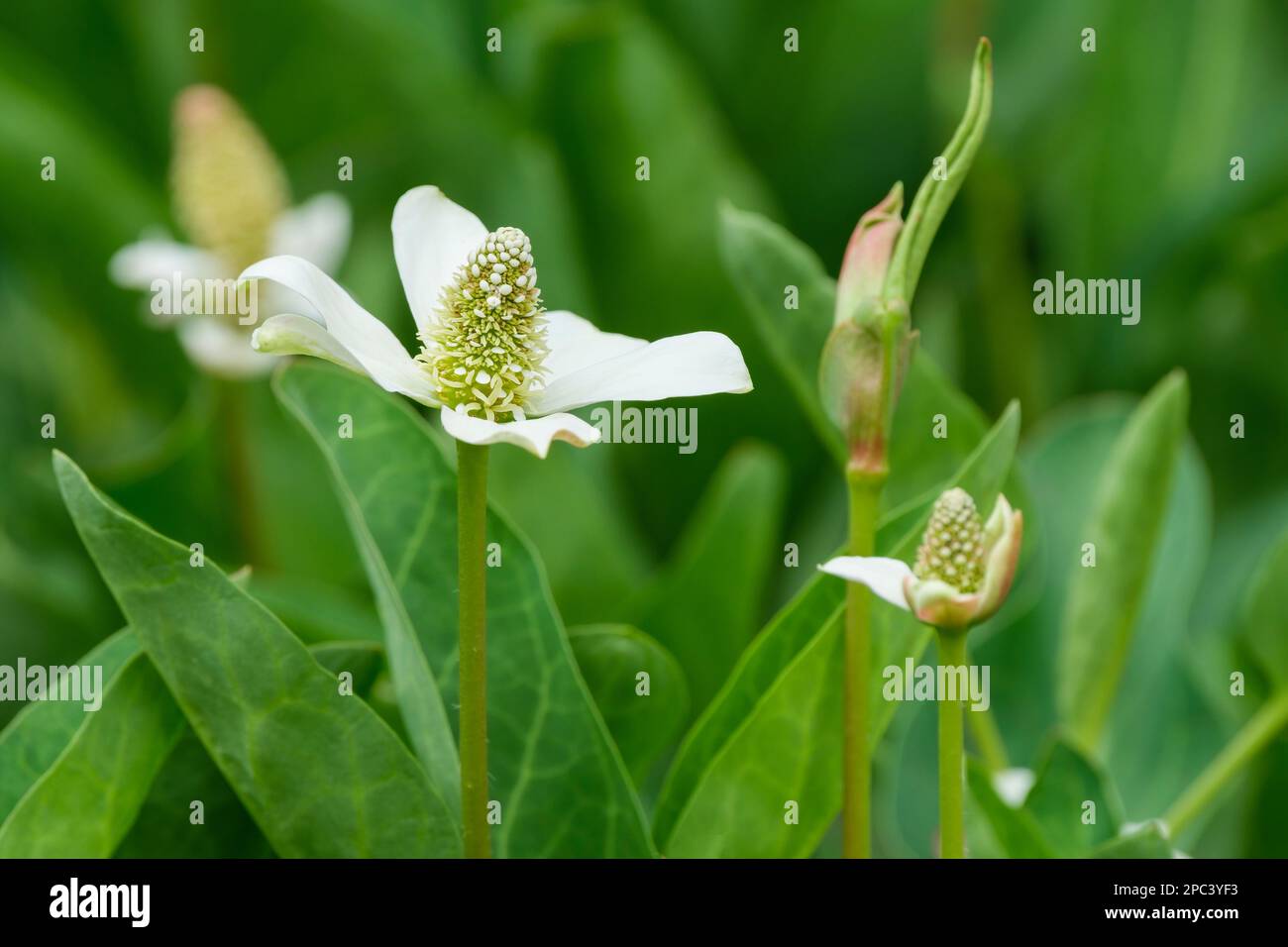 Anemopsis californica, yerba mansa, perennial herb, white, pale yellow or greenish flowers  clustered into a cone surrounded by ring bracts Stock Photo