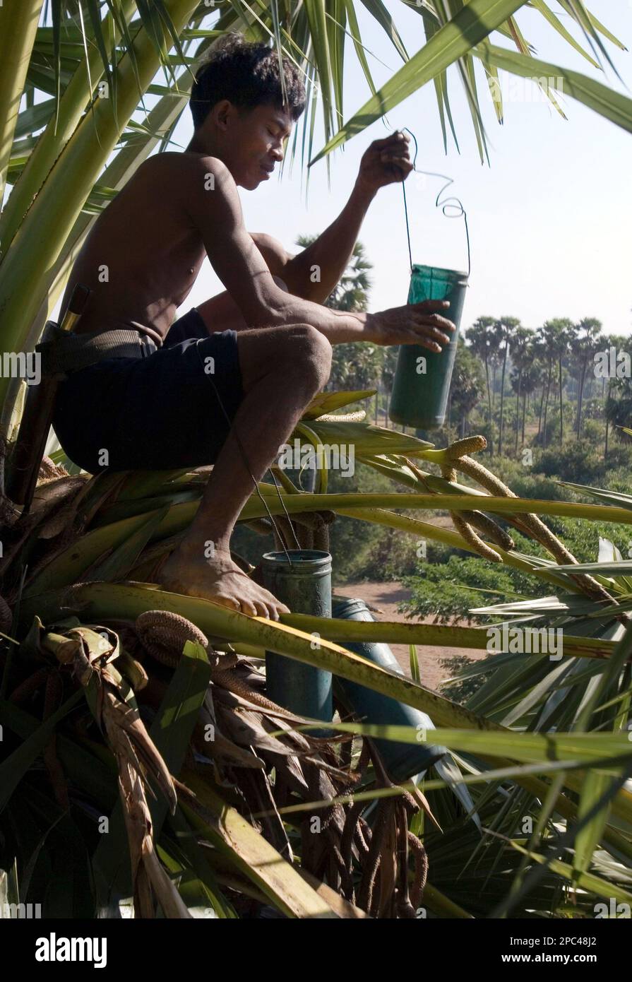 Oun Nith, 28, holds the plastic tube as he sits on top of the palm tree for  collecting its juice at Thmei village, Kampong Chhnang province, about 50  kilometers (31 miles) north