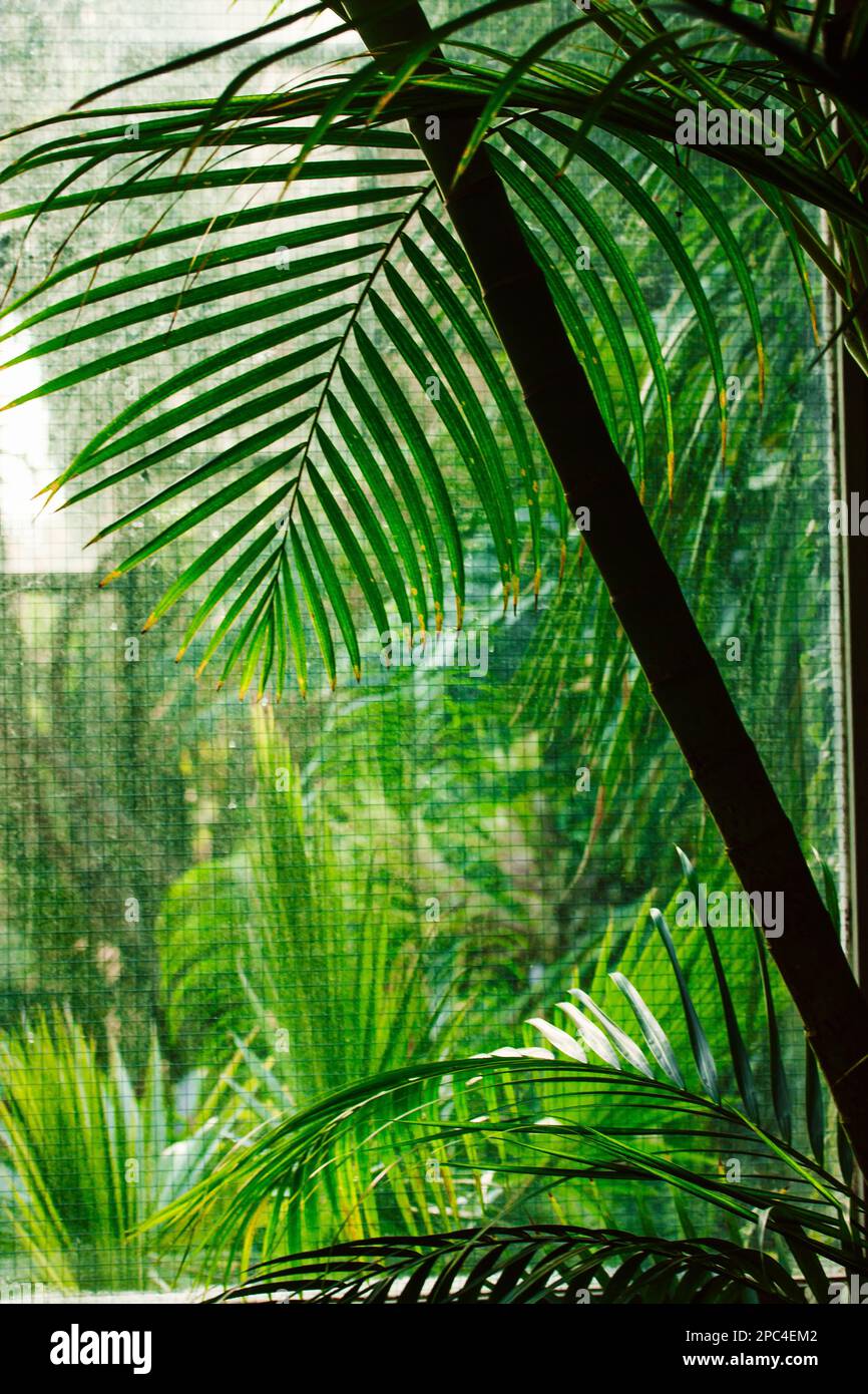 Green palm tree in jungles vertical backdrop Trachycarpus fortunei