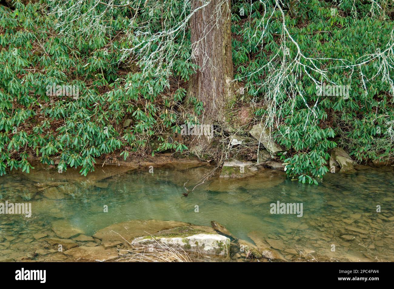 Submerged tree branches hi-res stock photography and images - Alamy