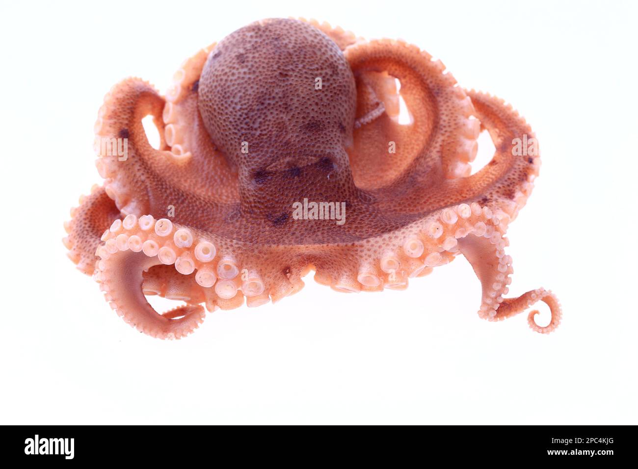 Octopus on a white background Stock Photo - Alamy