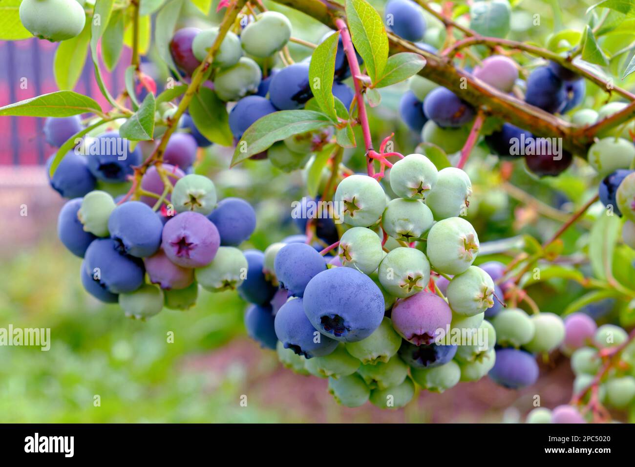 Blueberries. Many berries in bunches ripen in early August. Stock Photo
