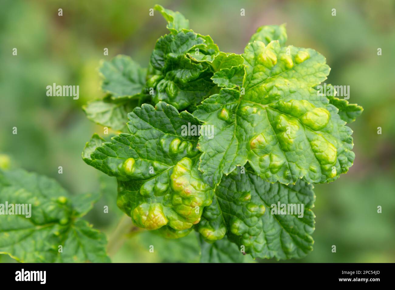 Gallic aphid on the leaves of red currant. The pest damages the currant leaves, red bumps on the leaves of the bush from the parasite disease. Stock Photo
