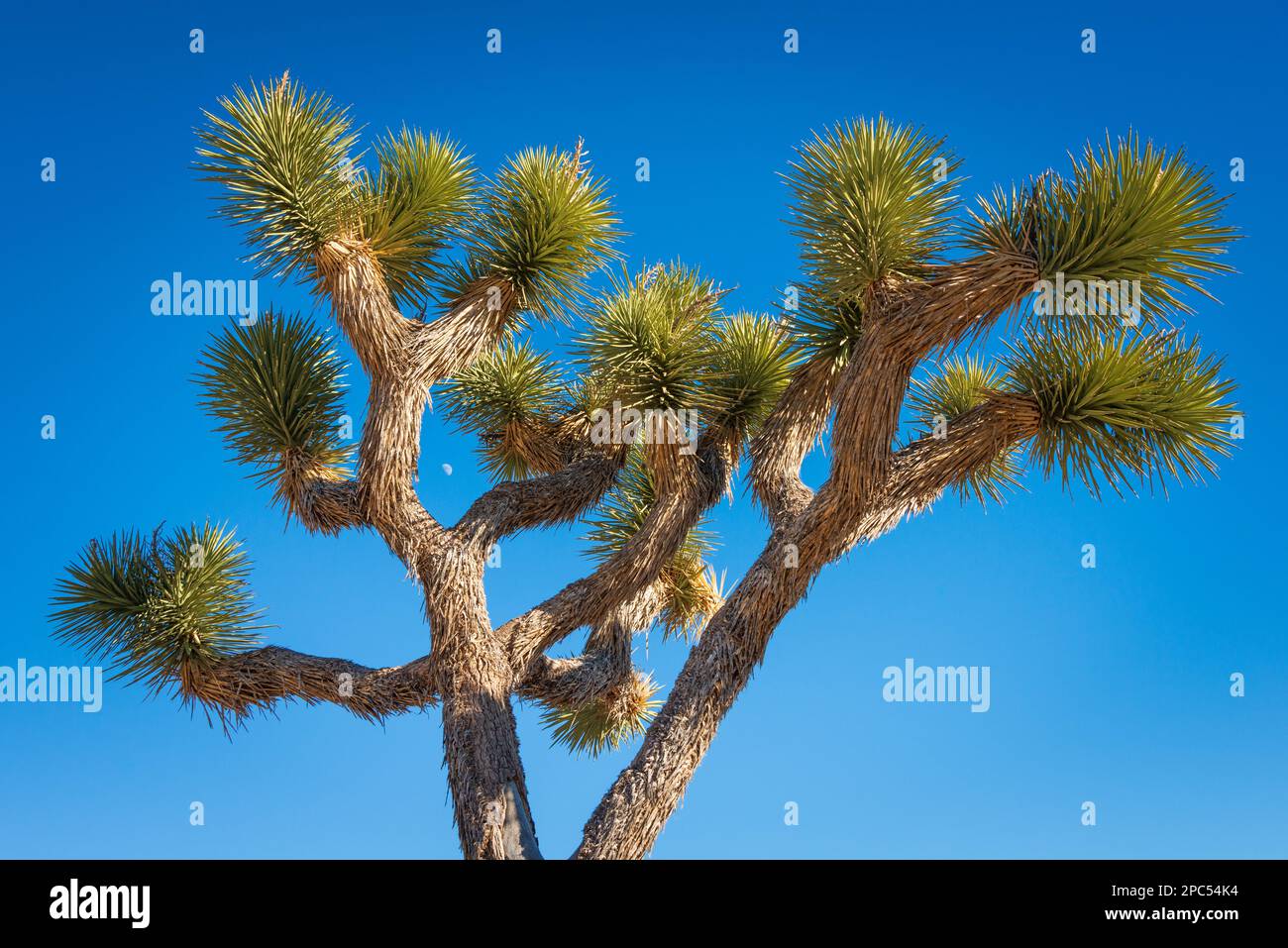Stargazing at joshua tree national park hi-res stock photography and ...