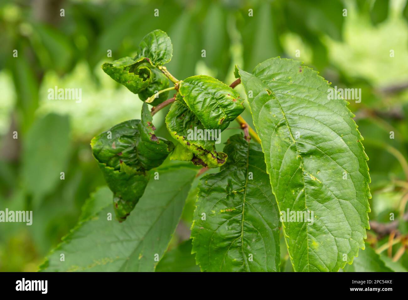 Twisted leaves of cherry. Cherry branch with wrinkled leaves affected by black aphid. Aphids, Aphis schneideri, severe damage from garden pests. Stron Stock Photo