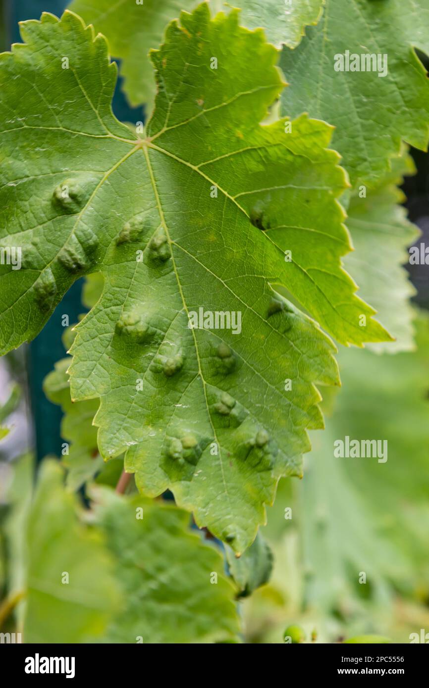 Grapevine leaves with Erinosis, a disease of the mite Colomerus vitis