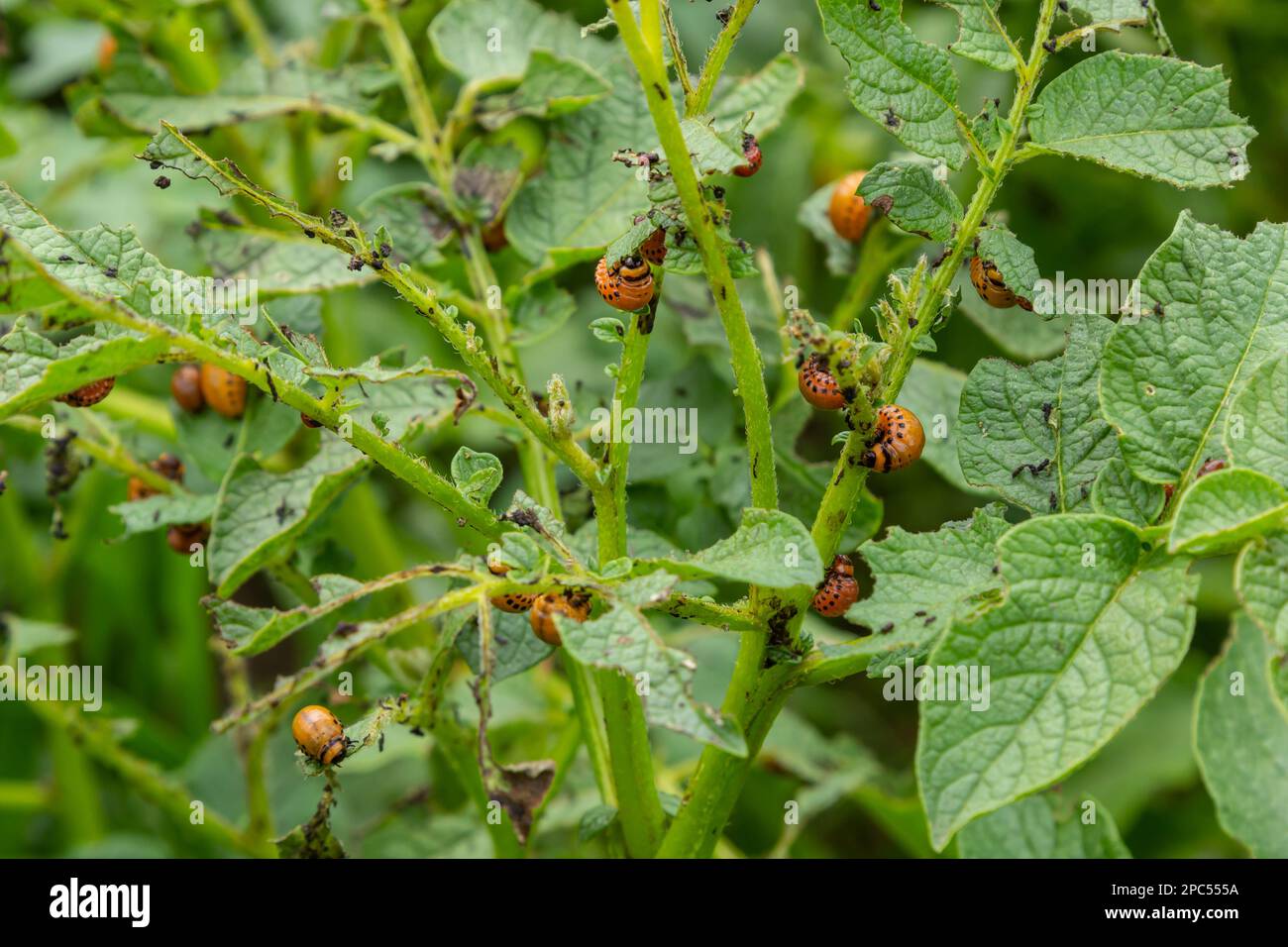 potato cultivation destroyed by larvae and beetles of Colorado potato ...