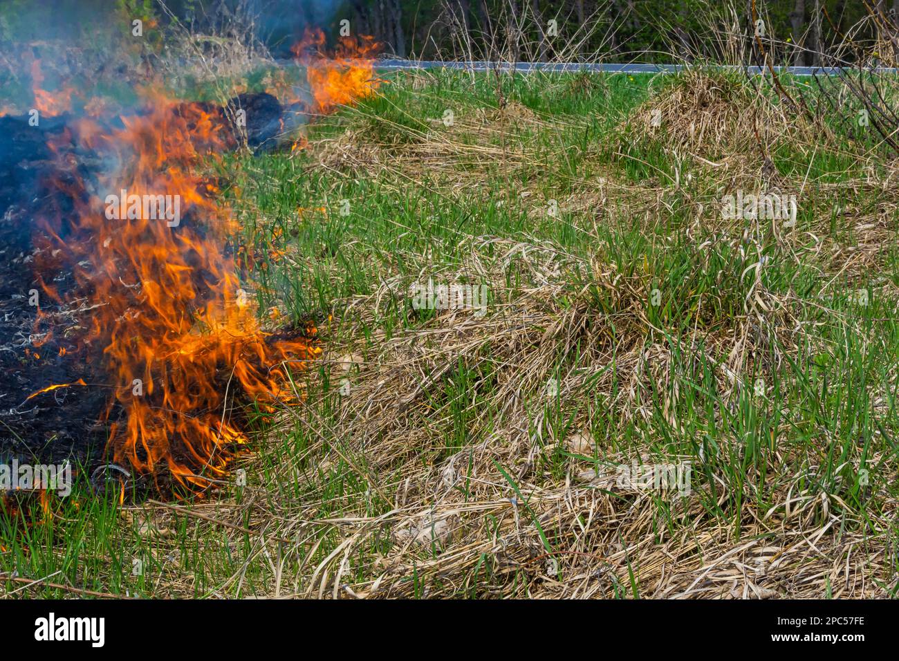 Burning old dry grass in garden. Flaming dry grass on a field. Forest