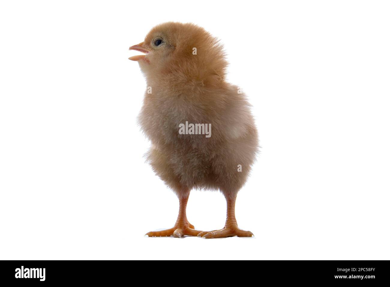 A newly born chick on a white background Stock Photo