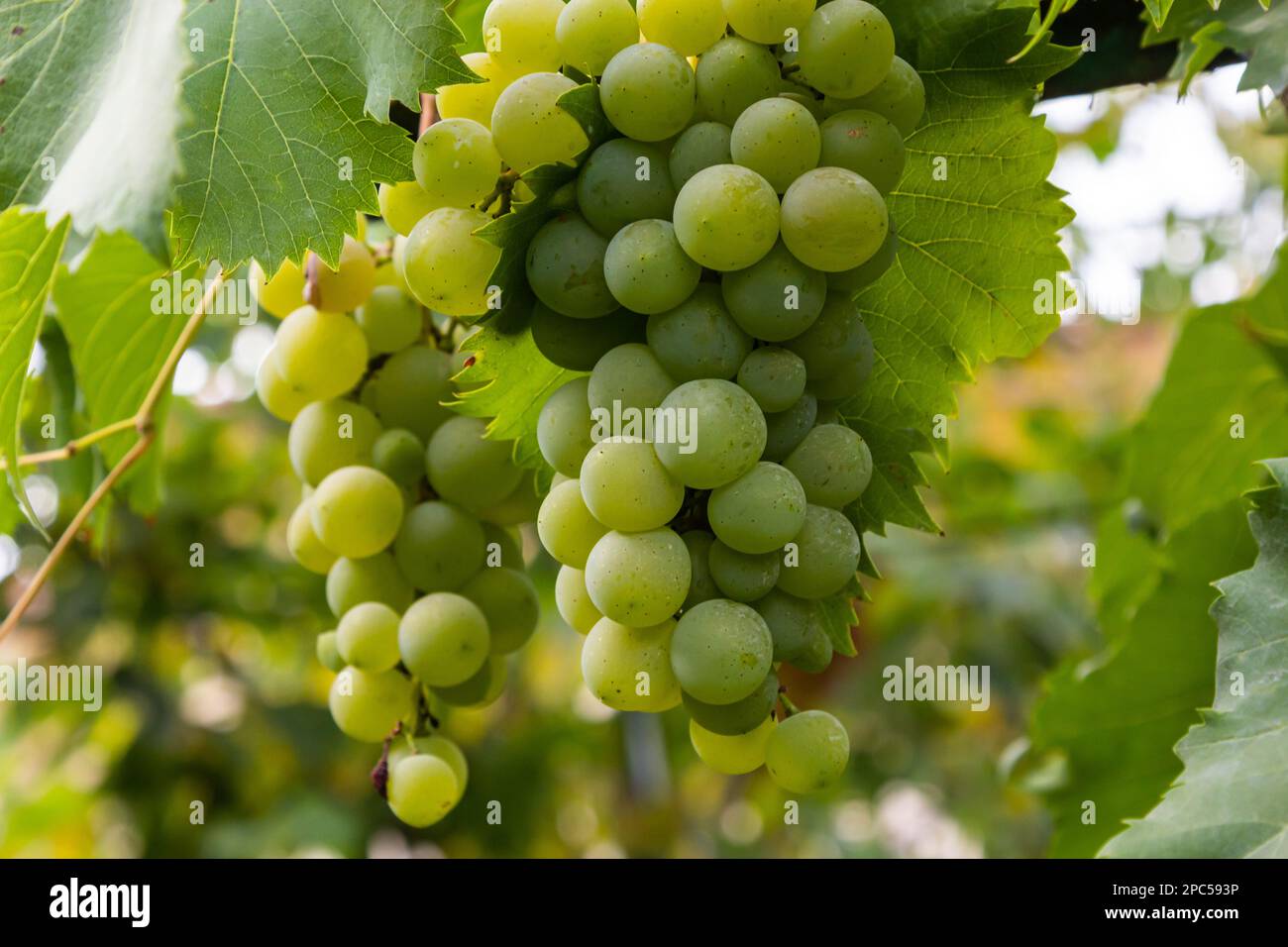 Ripe grapes grow on bushes. Bunch of grapes before harvest Stock Photo ...