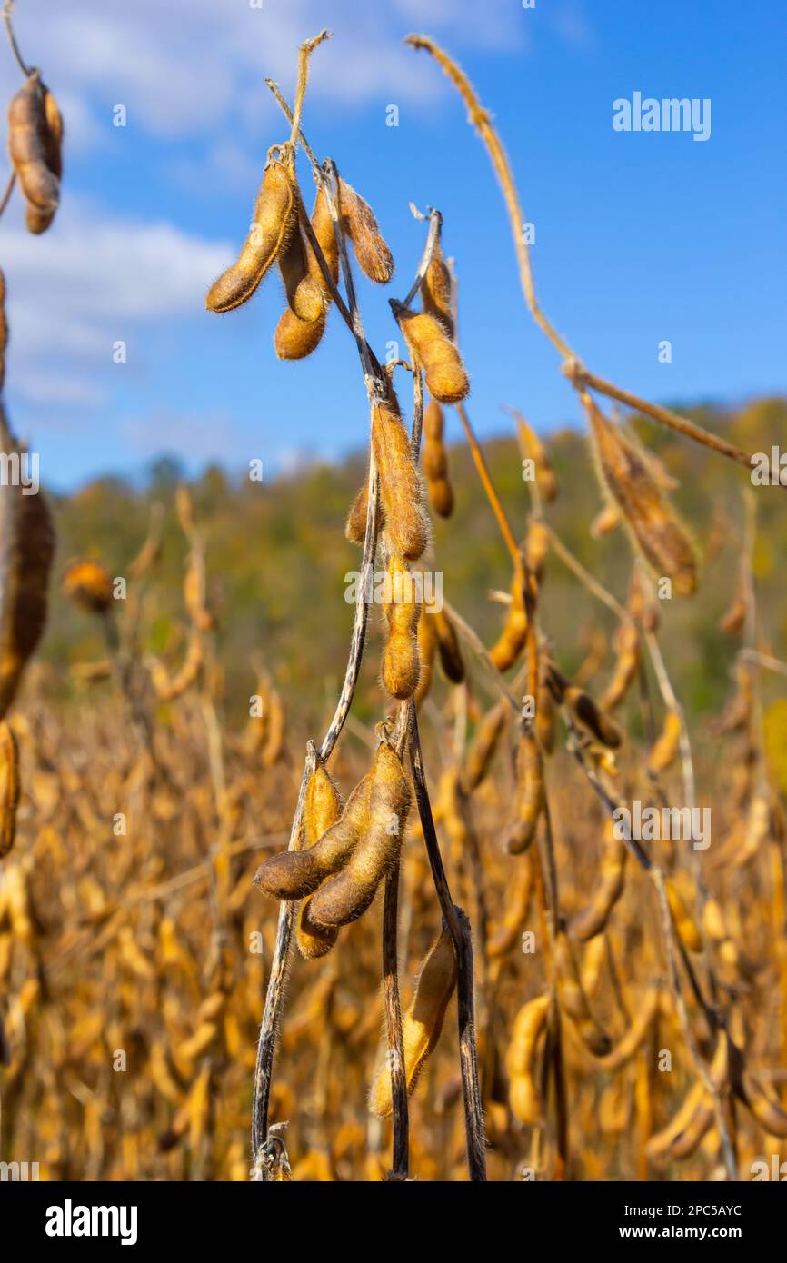 Soybeans pod macro. Harvest of soy beans agriculture legumes plant