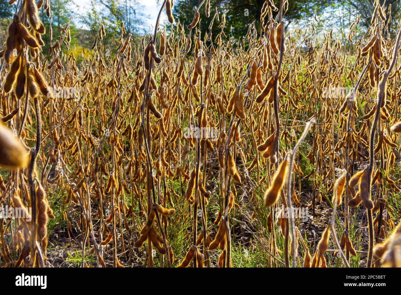 Soybeans pod macro. Harvest of soy beans agriculture legumes plant