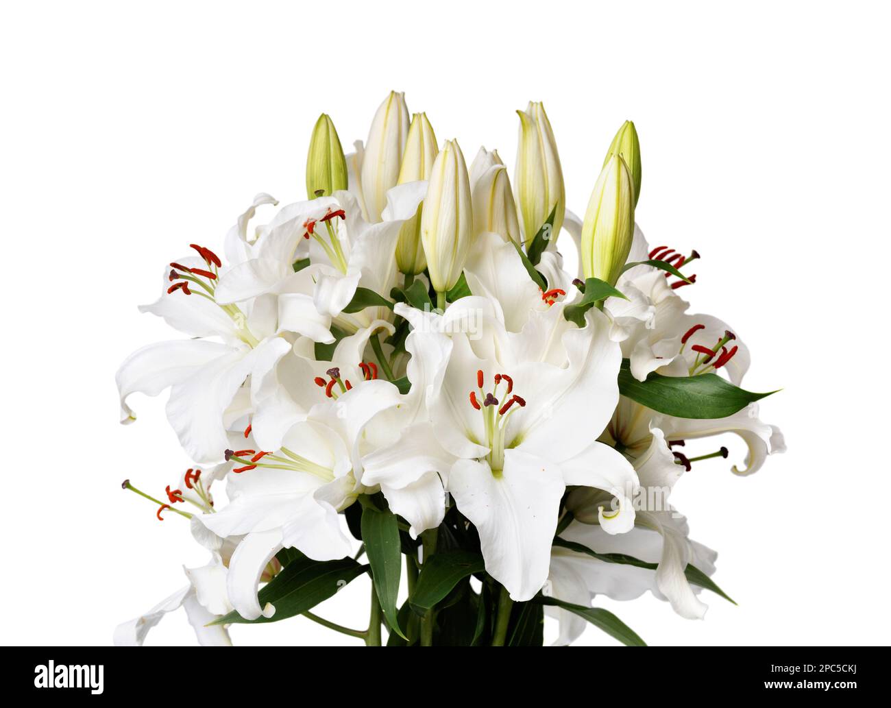 Blooming lilies with open and closed buds on a white background close