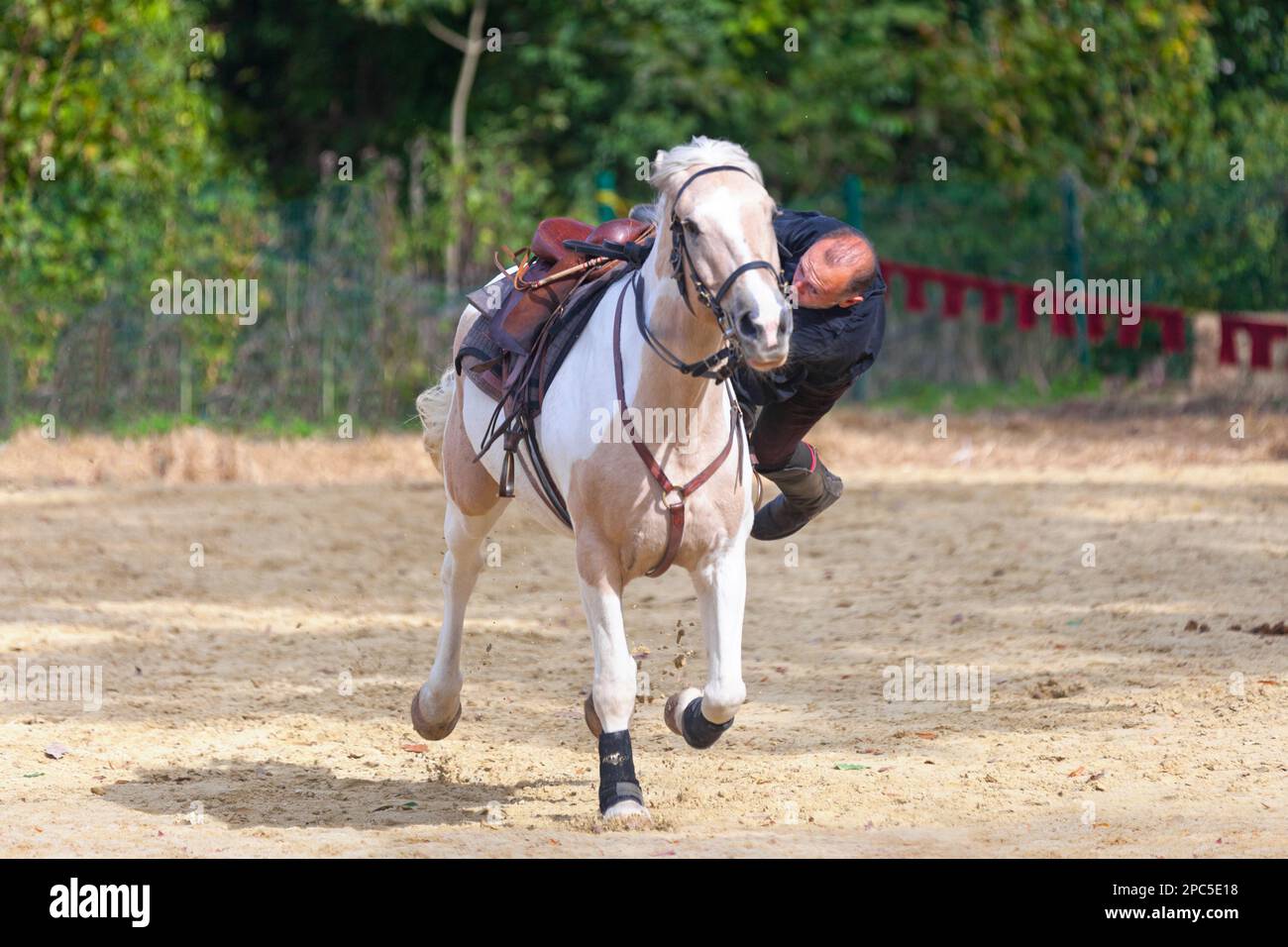 Beautiful Horse Hairstyles - Cowboy Magic - Cowboy Magic