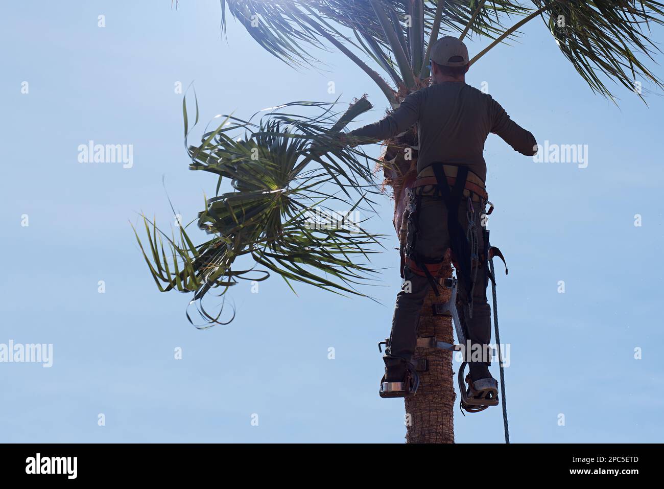 Man working at the top of a palm tree. Worker who pruning palm trees in