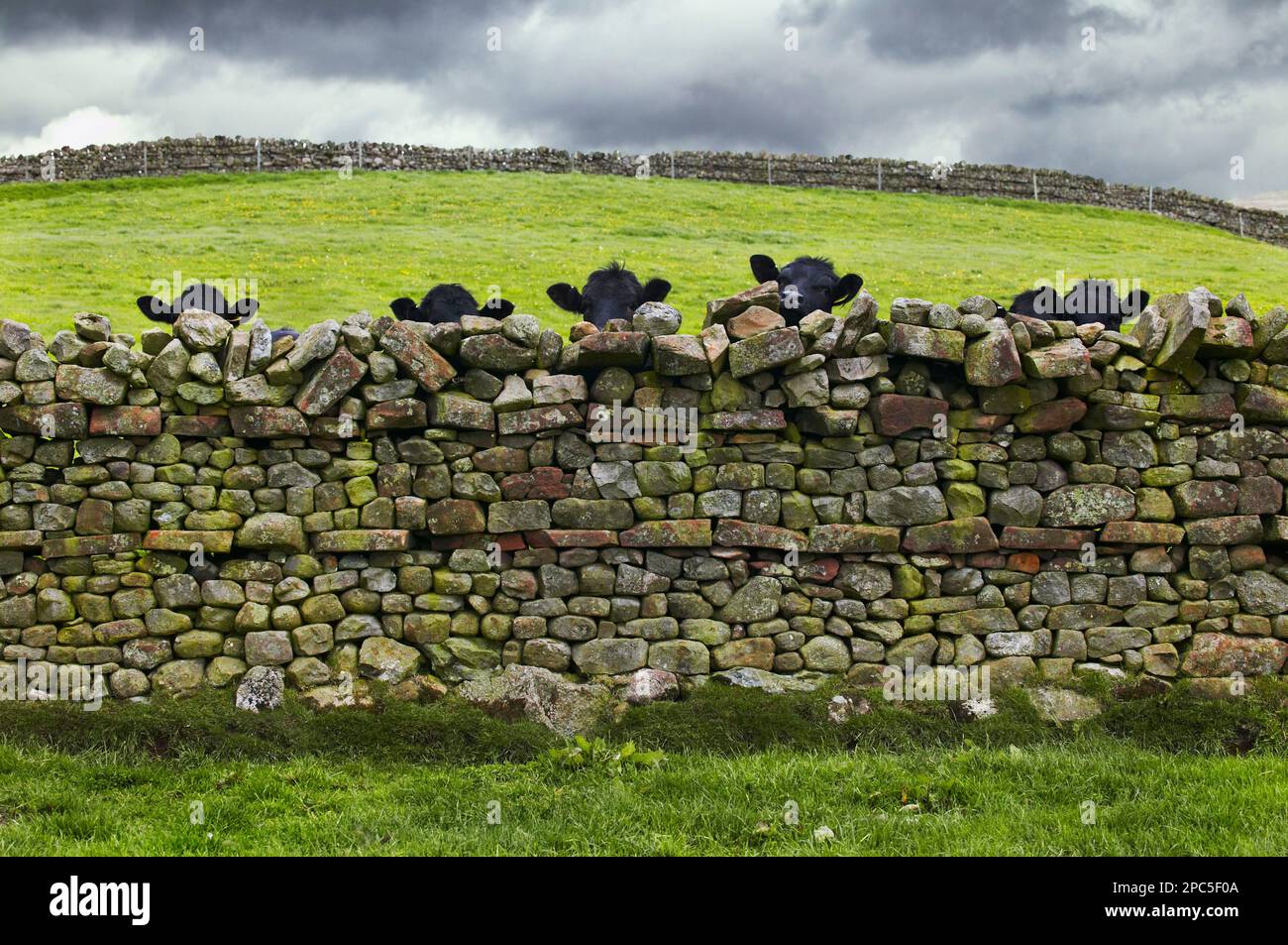 Aberdeen Angus beef animals look over  dry stone wall Stock Photo