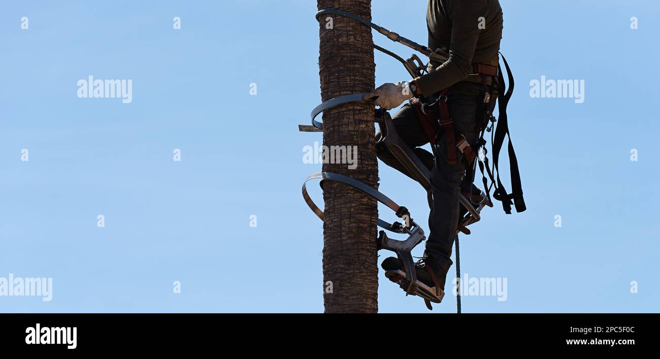 Man working at the top of a palm tree. Worker who pruning palm trees in