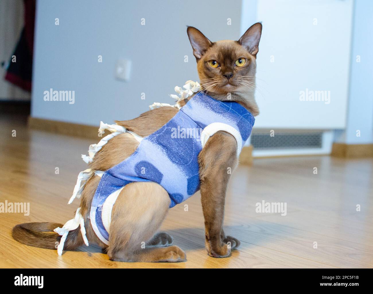 Puration Cat Postoperative bandage on a burmese cat. Home care of a pet after a ...